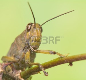 grasshoper